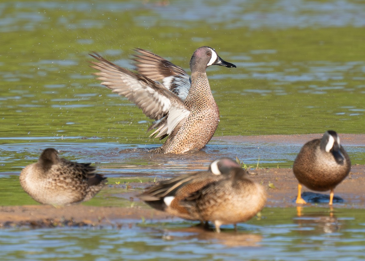 Blue-winged Teal - ML617857710