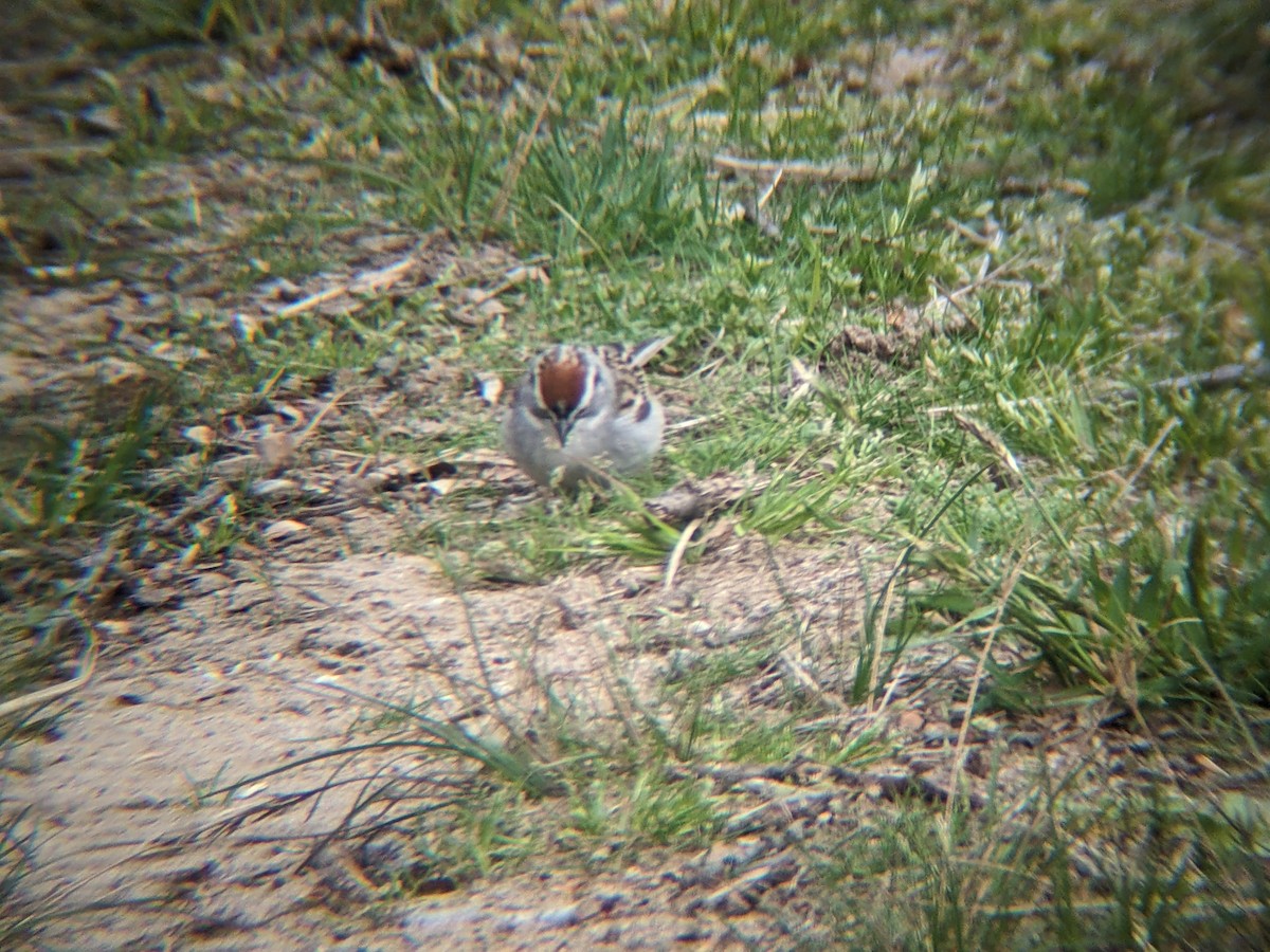 Chipping Sparrow - ML617857716