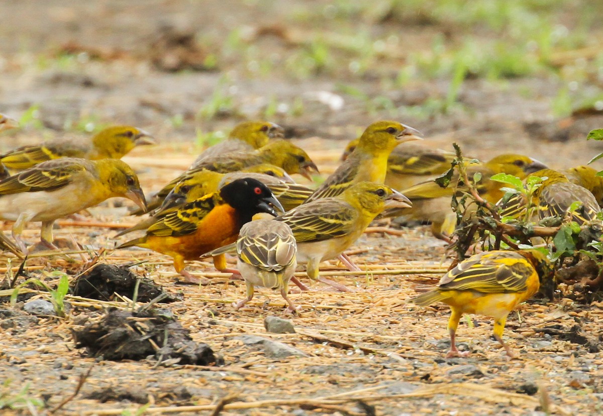 Village Weaver - ML617857726