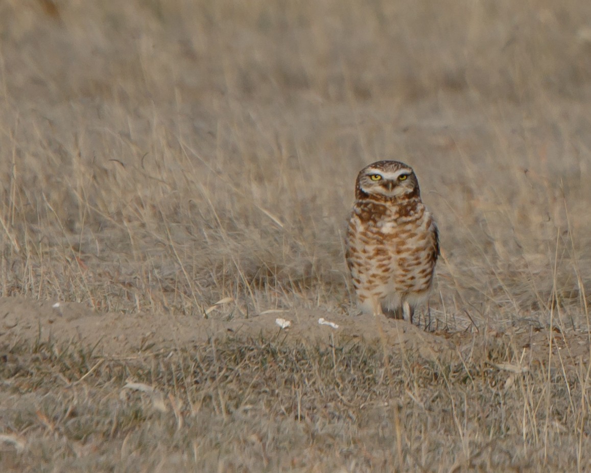 Burrowing Owl - Jeff Stacey