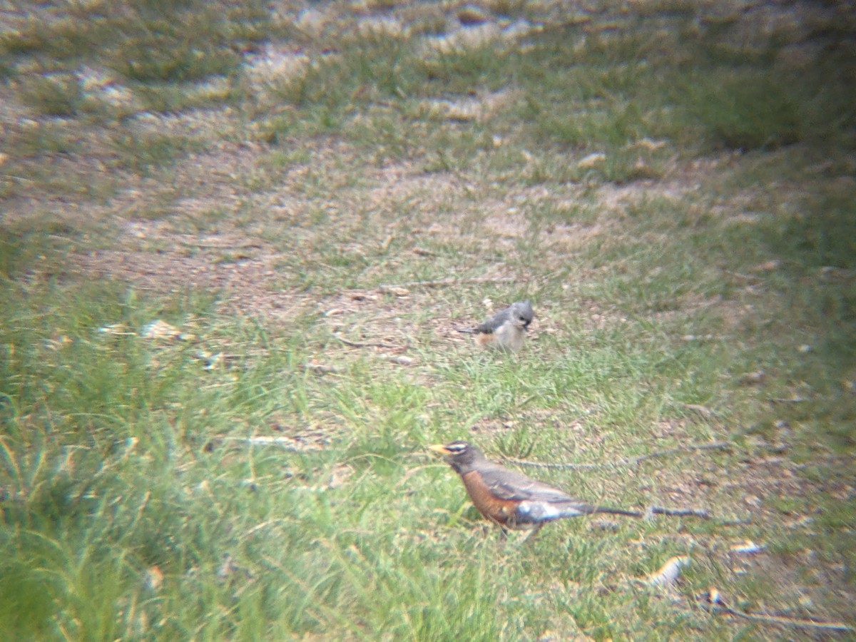 American Robin - ML617857754