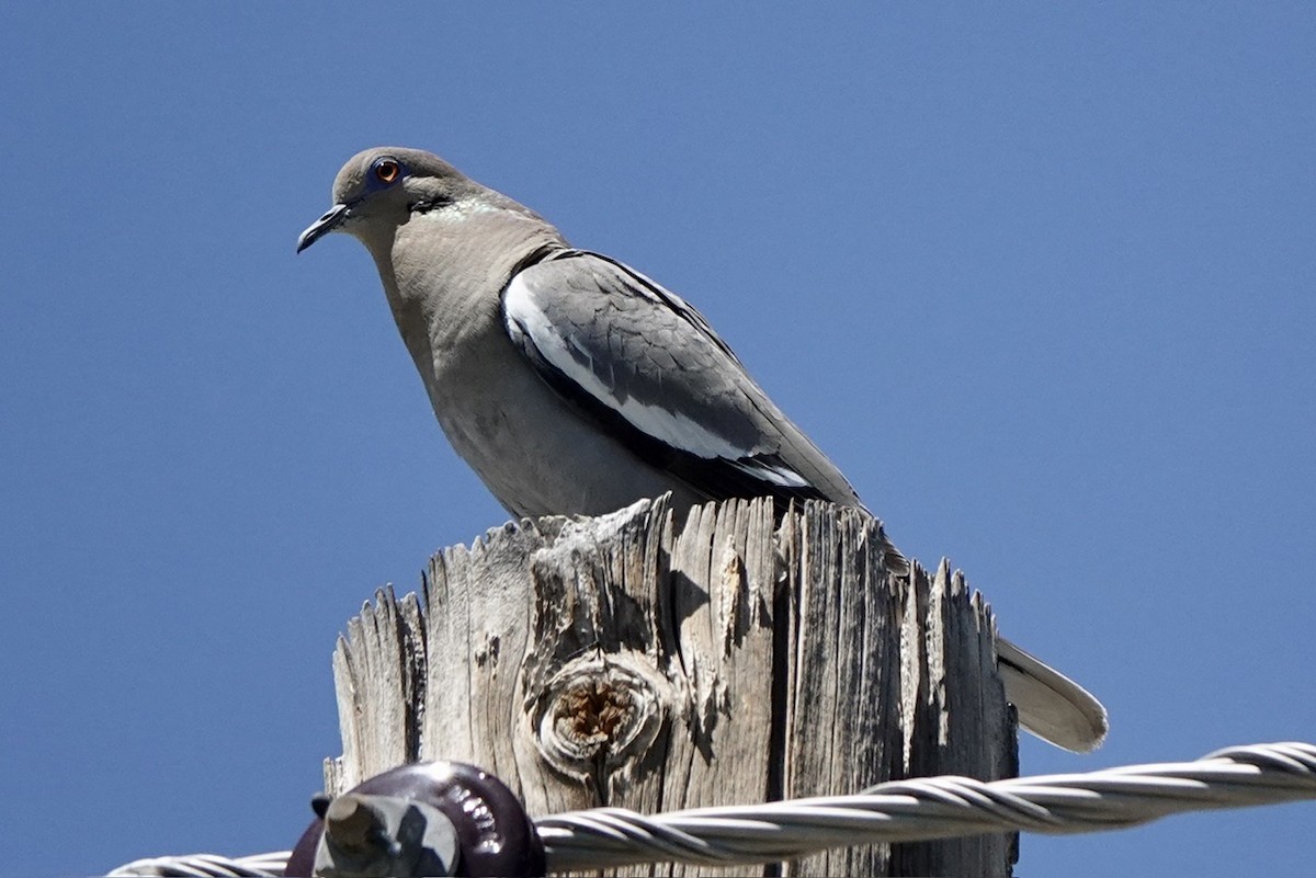 White-winged Dove - ML617857808