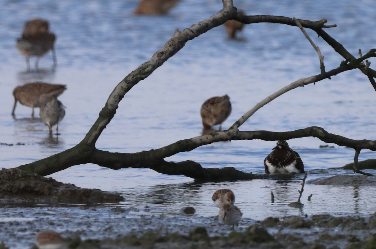 Black Turnstone - ML617857910