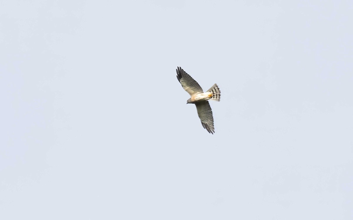 Chinese Sparrowhawk - Tom (TK) Kaestner