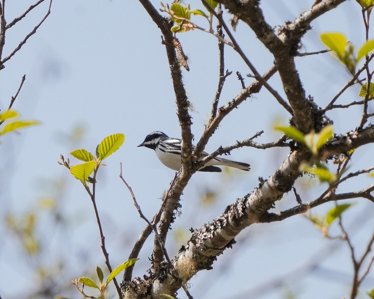 Black-throated Gray Warbler - ML617857951