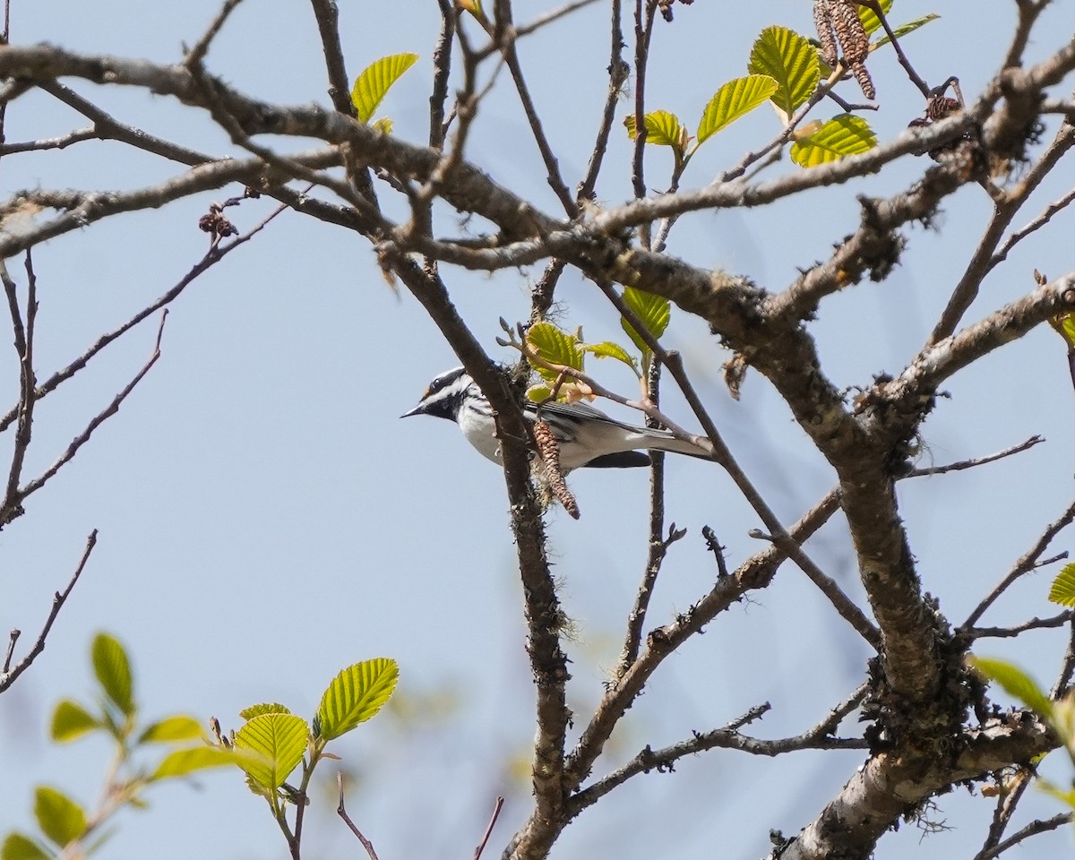 Black-throated Gray Warbler - ML617857952