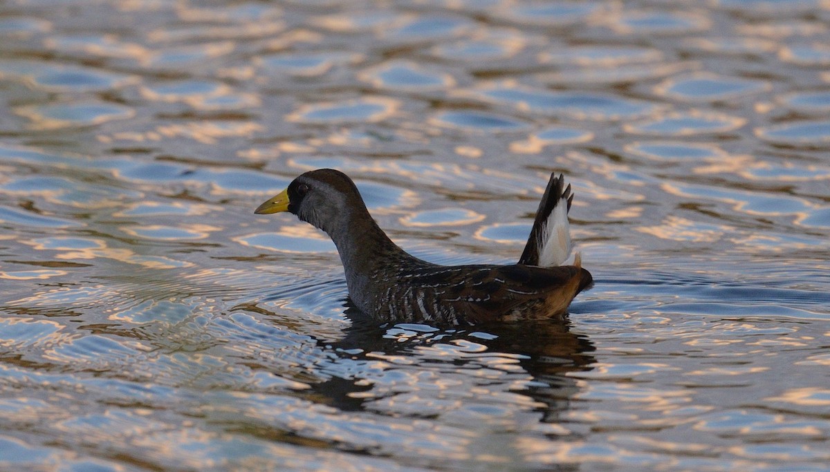 Polluela Sora - ML617858008