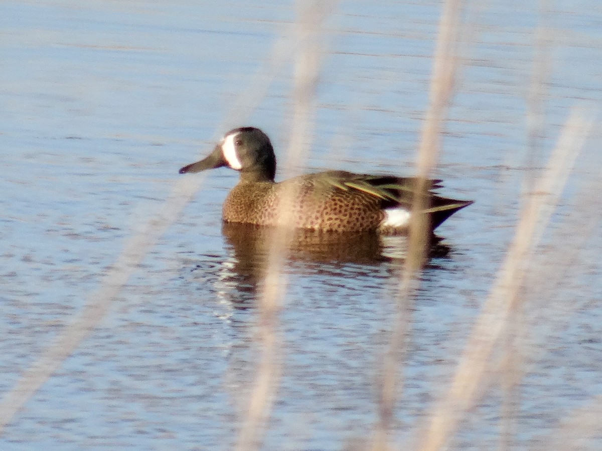 Blue-winged Teal - ML617858018