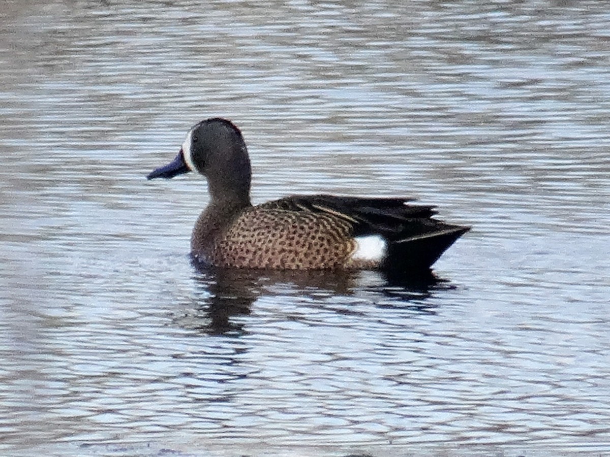 Blue-winged Teal - ML617858021