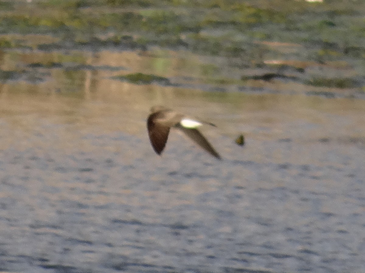 Northern Rough-winged Swallow - ML617858023