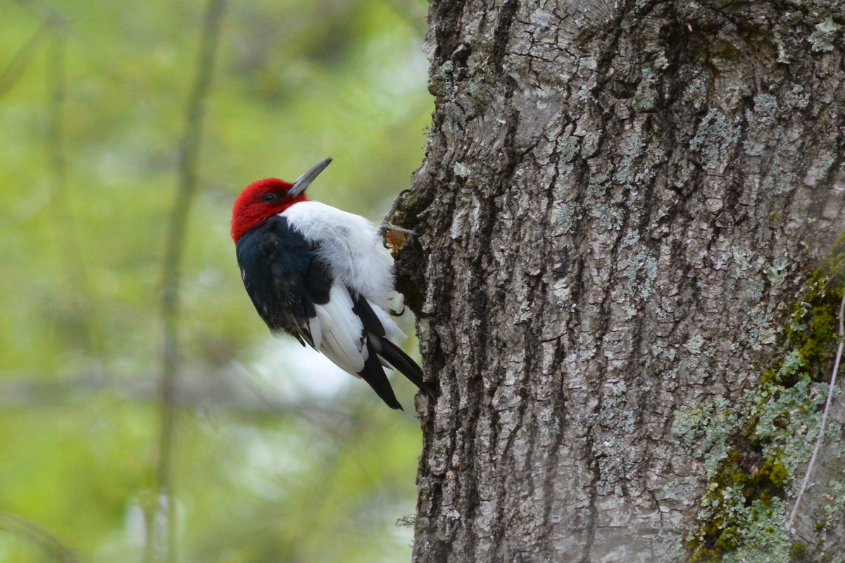 Red-headed Woodpecker - ML617858039