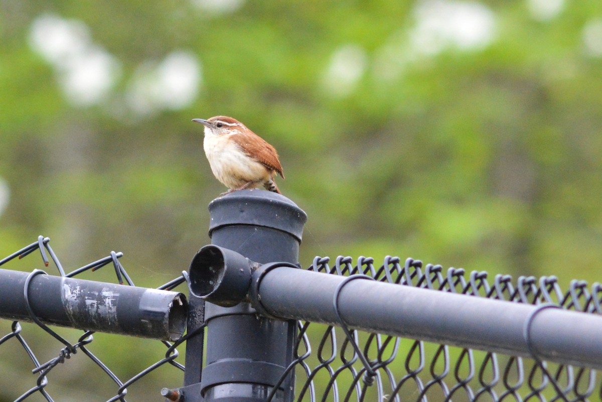 Carolina Wren - ML617858047