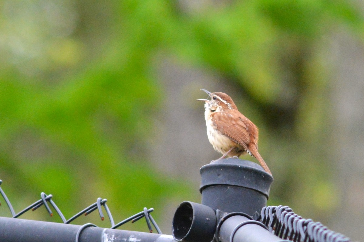 Carolina Wren - ML617858048