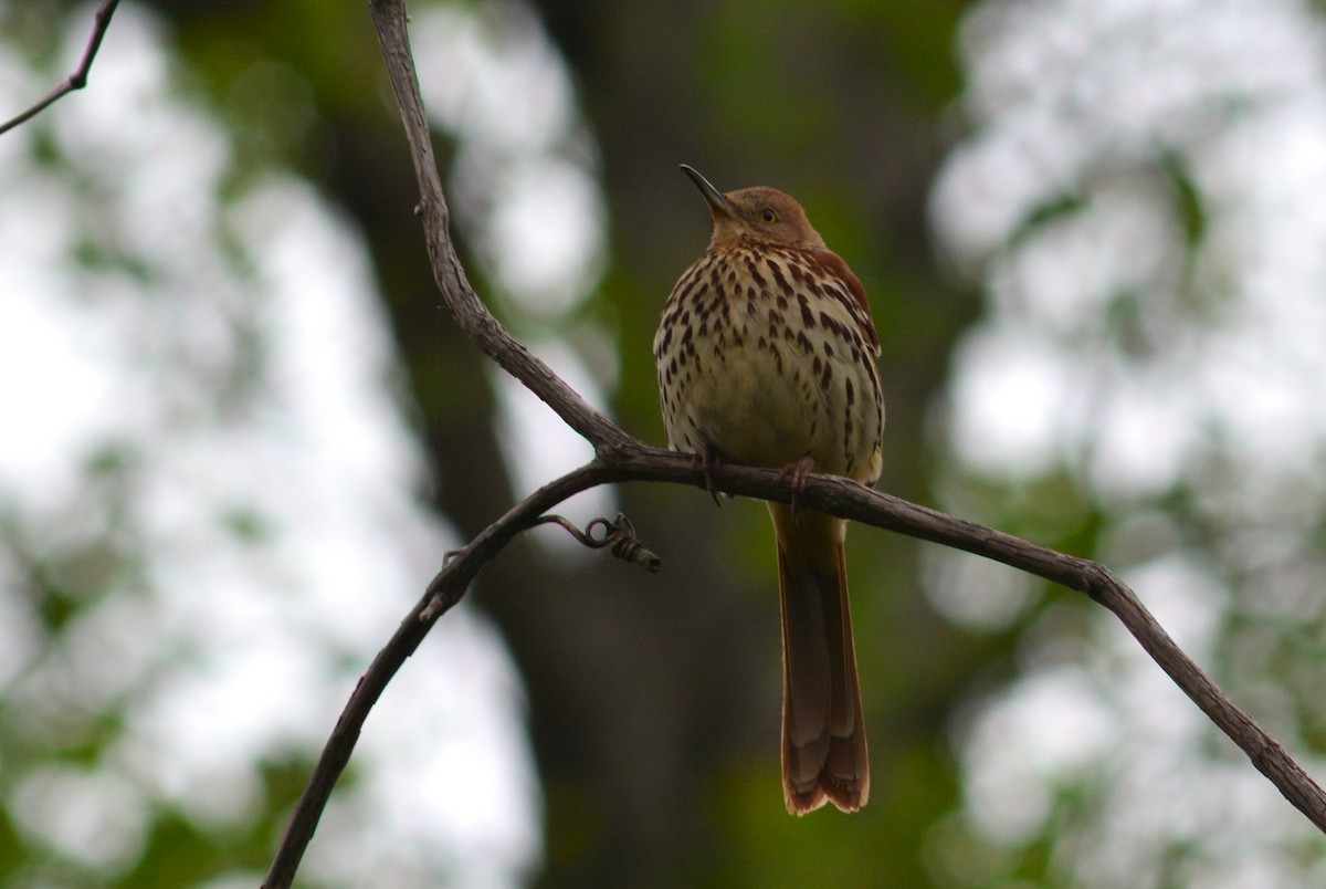 Brown Thrasher - ML617858051