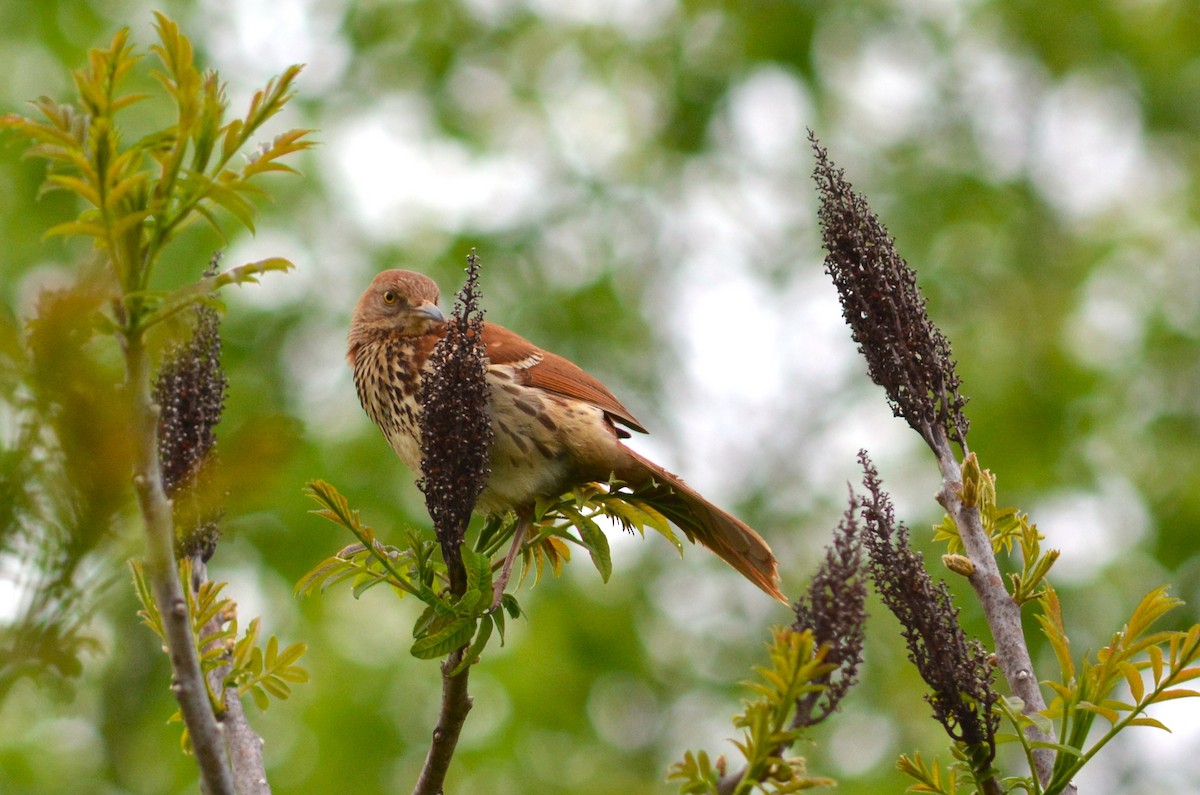 Brown Thrasher - ML617858053
