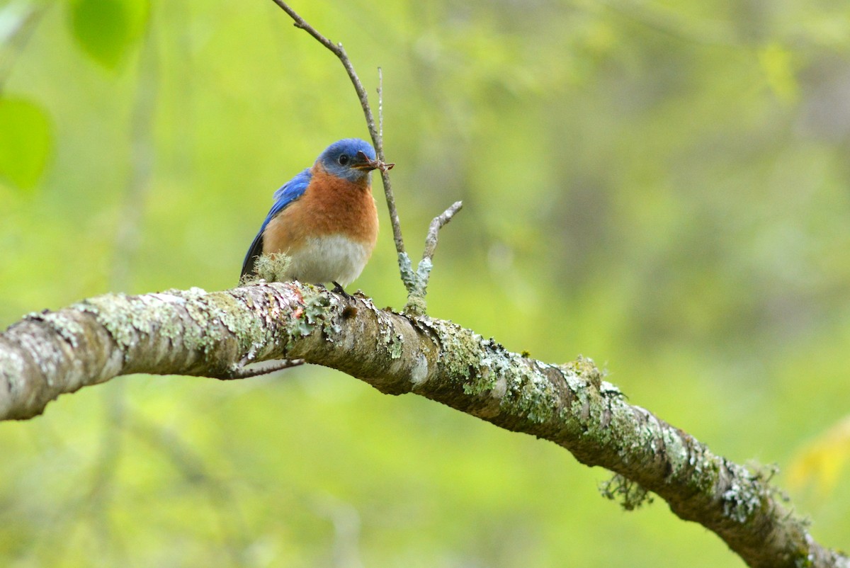 Eastern Bluebird - ML617858063