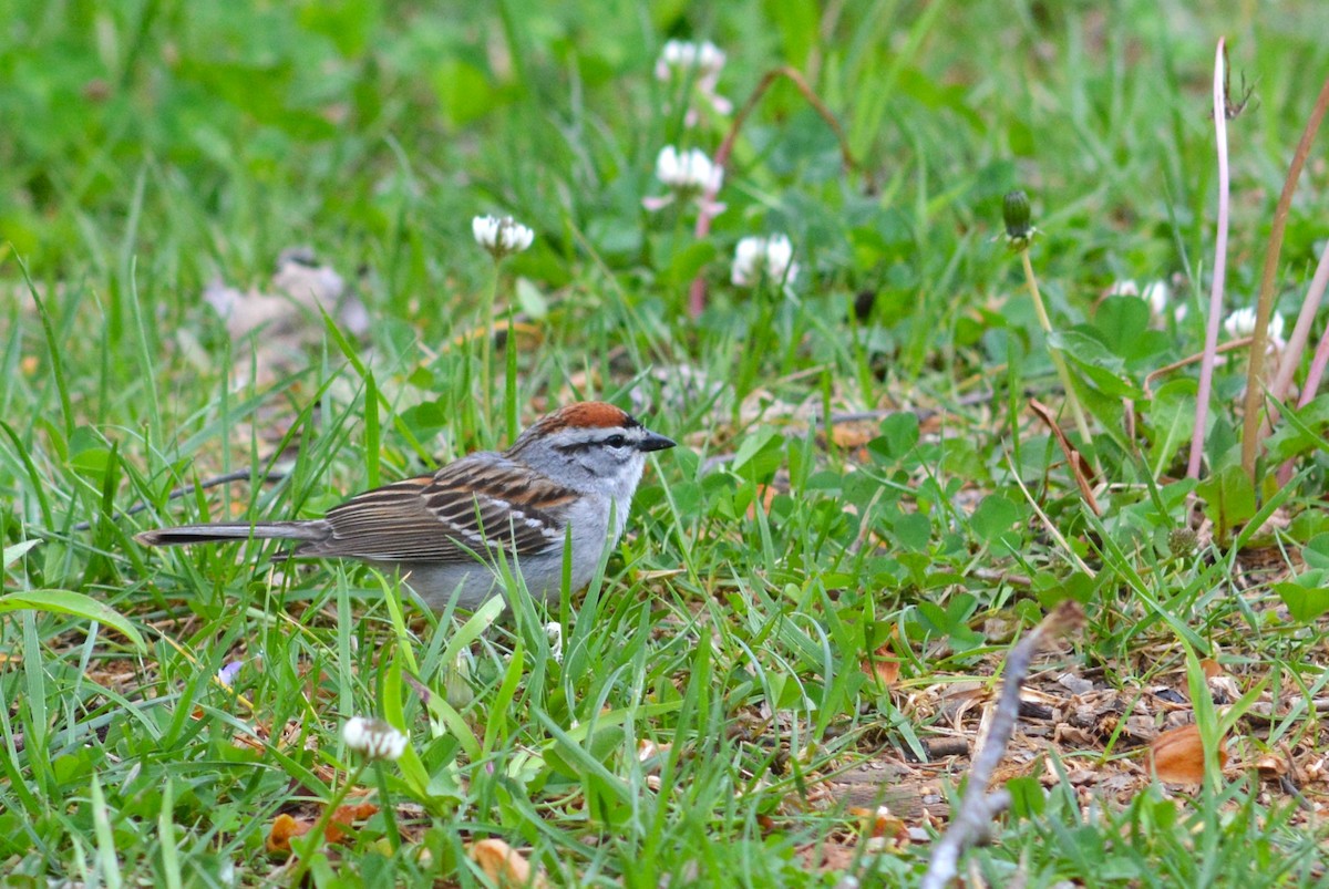 Chipping Sparrow - Lauren  Vaughn