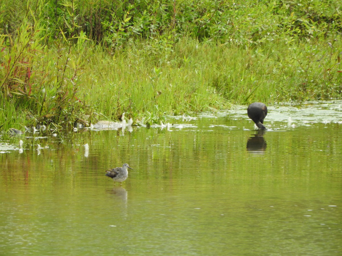 Lesser Yellowlegs - ML617858086