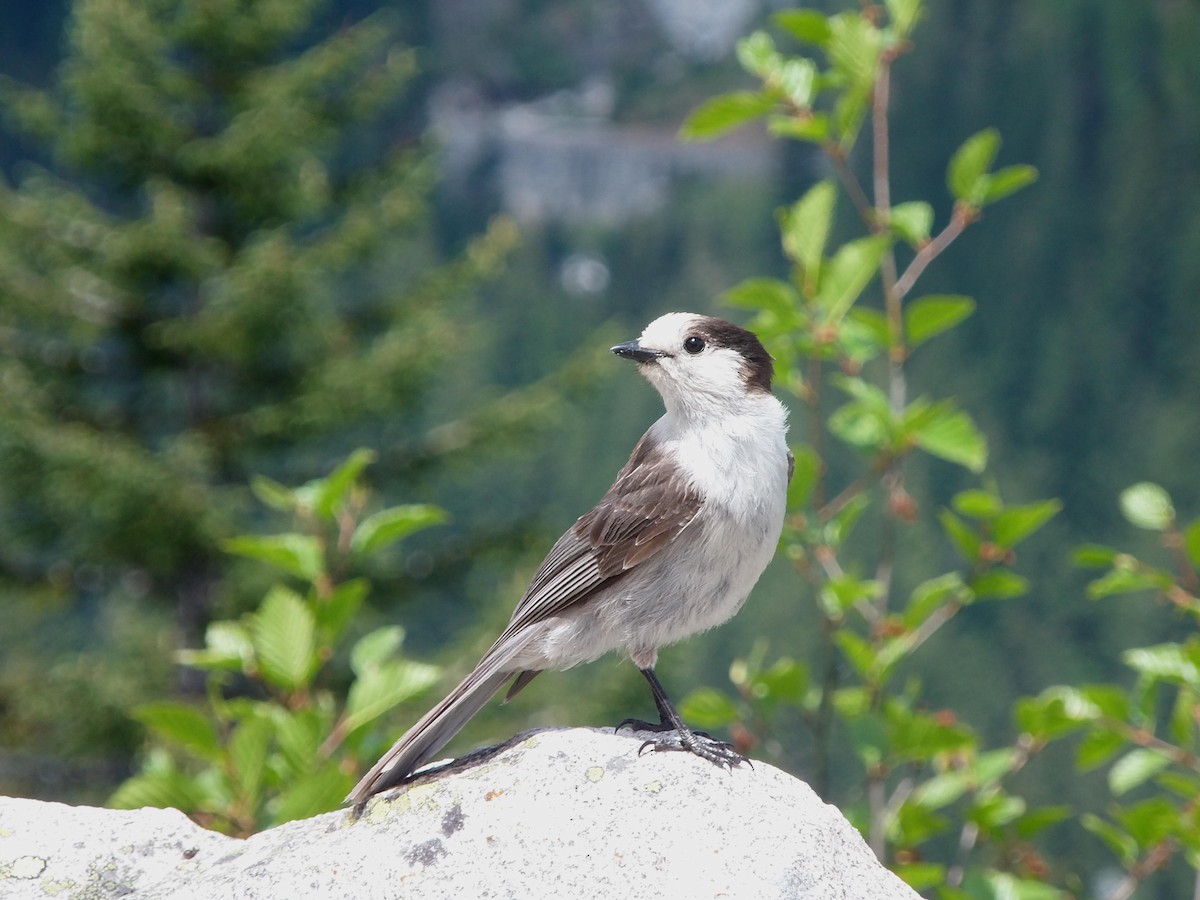 Canada Jay - ML617858087