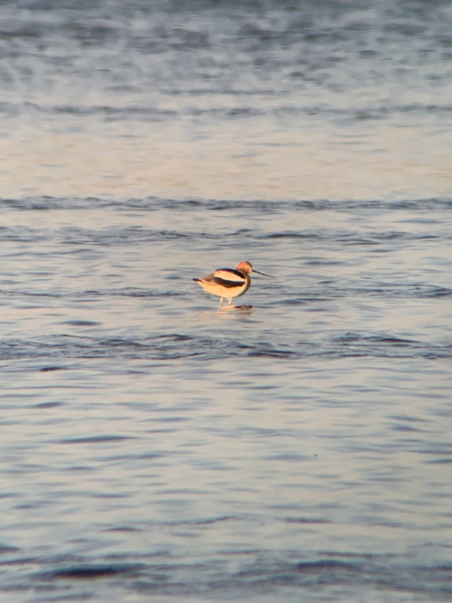 American Avocet - Trevor MacLaurin