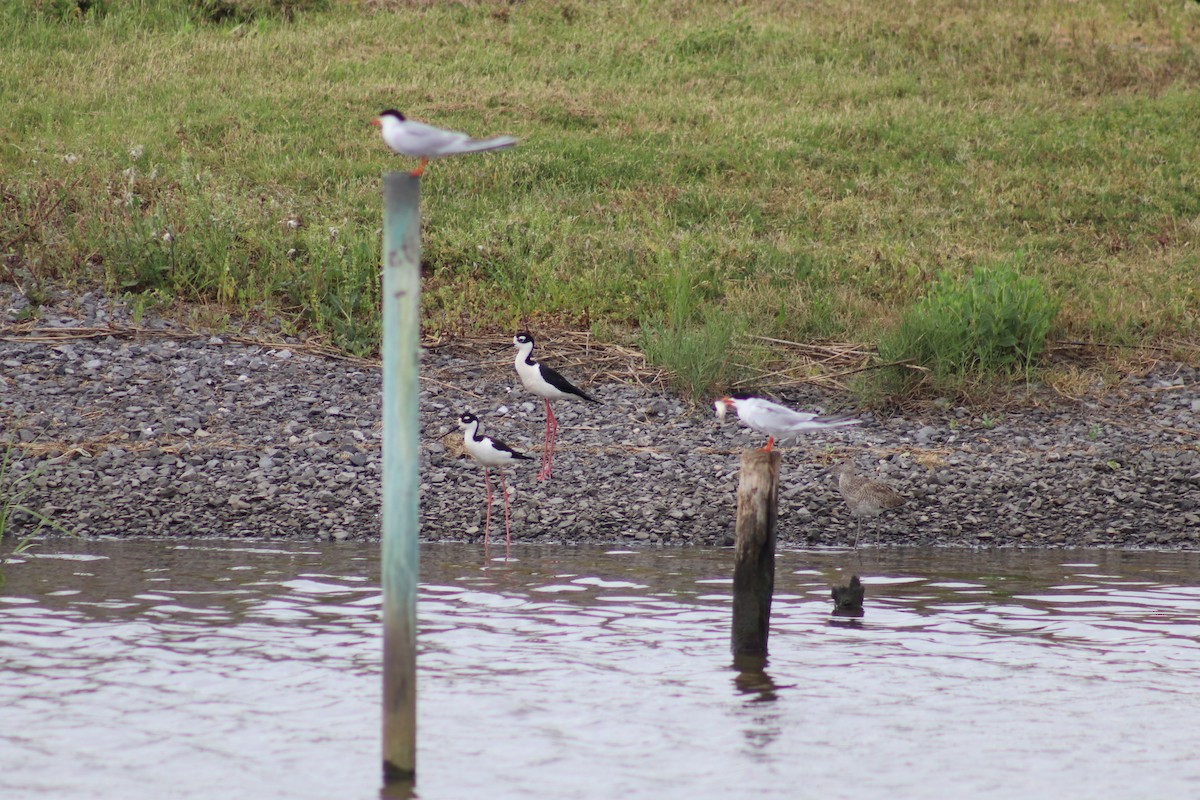 Black-necked Stilt - ML617858238