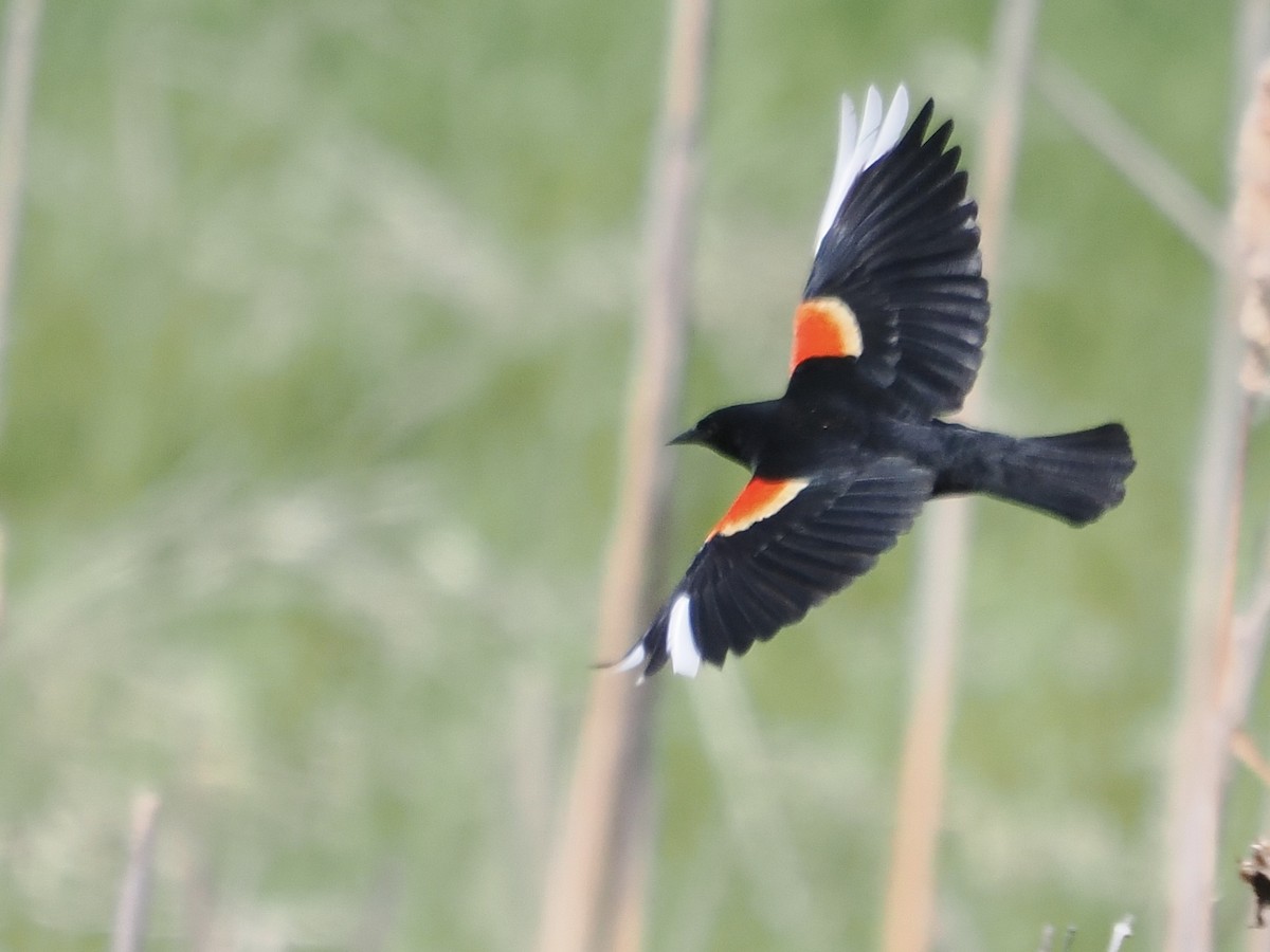 Red-winged Blackbird - Kenneth Tucker