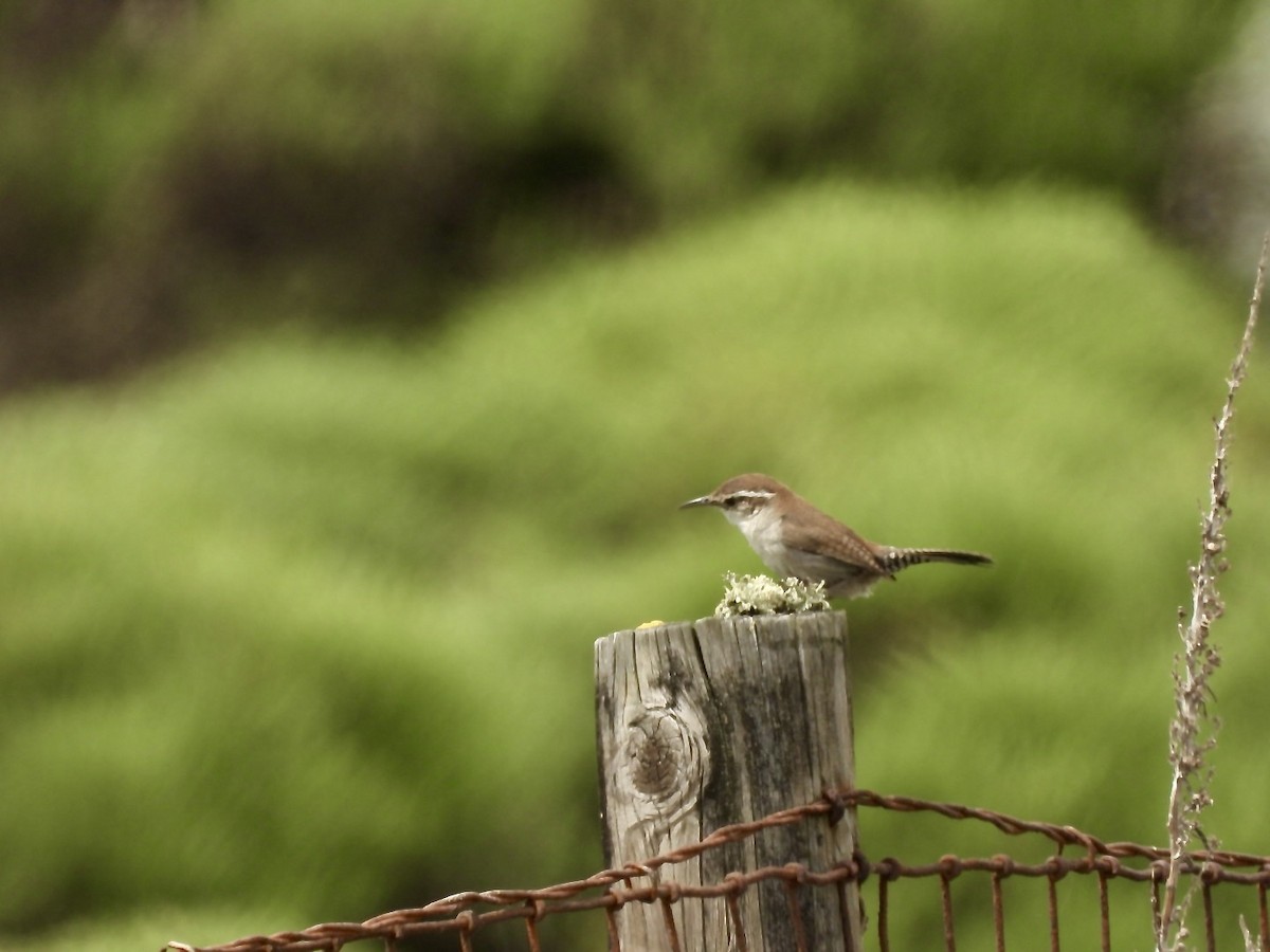 Bewick's Wren - ML617858321