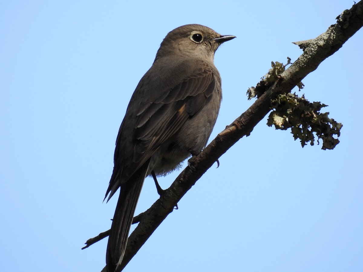 Townsend's Solitaire - ML617858328