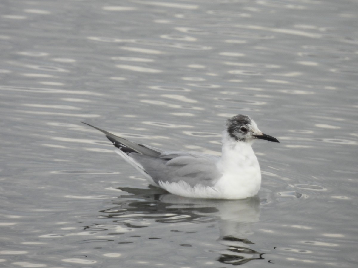 Bonaparte's Gull - ML617858350