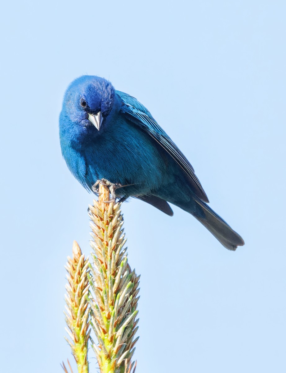 Passerin indigo - ML617858353