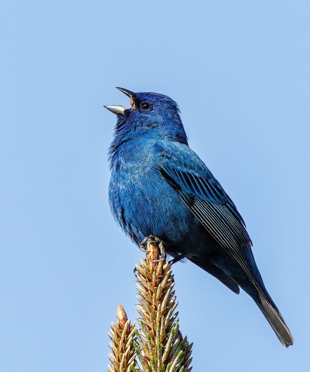 Indigo Bunting - ML617858354