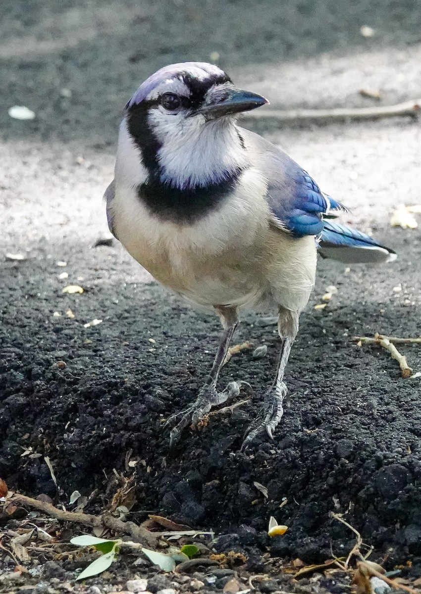 Blue Jay - ML617858359