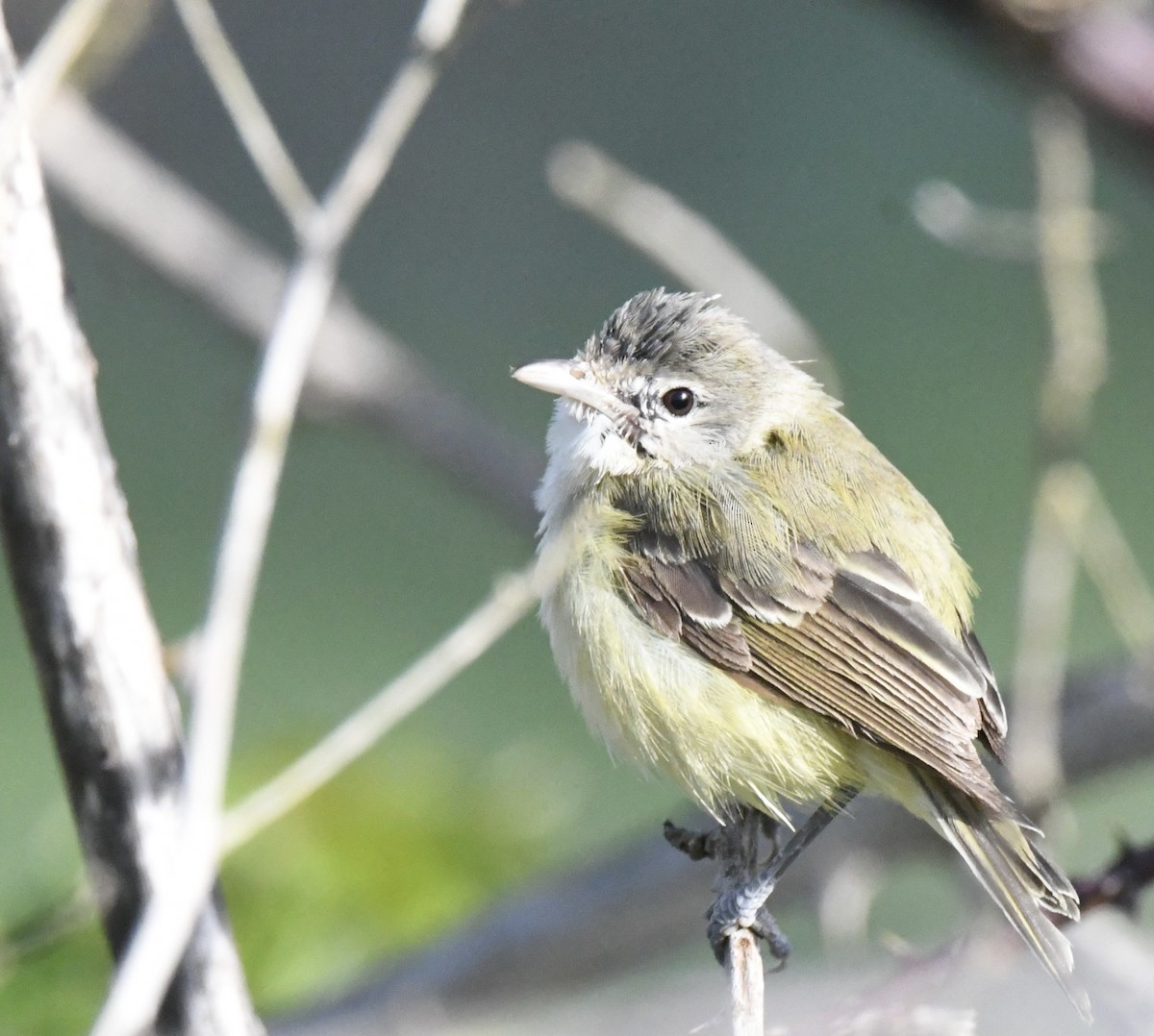 Bell's Vireo - Asya Lesly