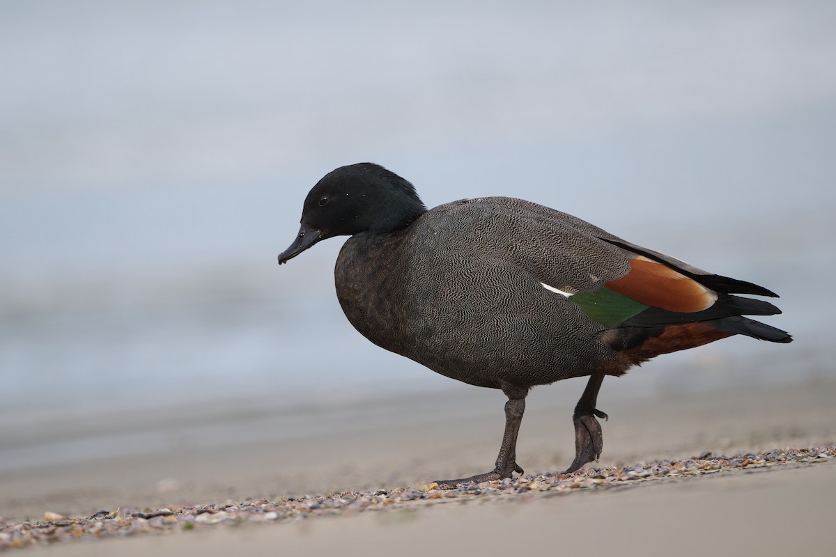 husice rajská - ML617858443