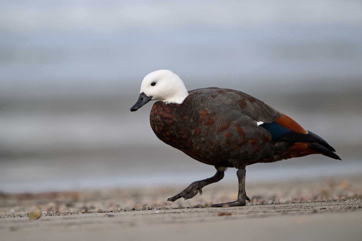 Paradise Shelduck - ML617858444