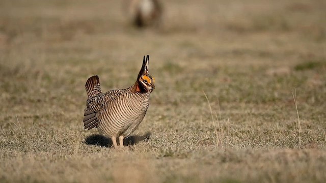 Lesser Prairie-Chicken - ML617858470