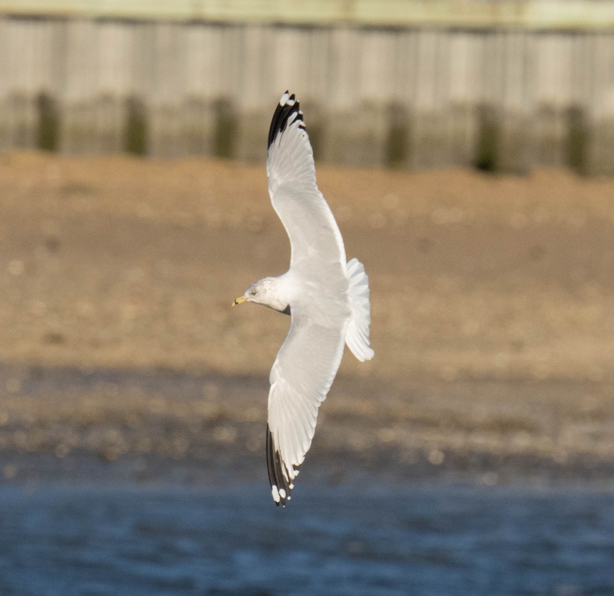 Ring-billed Gull - ML617858486