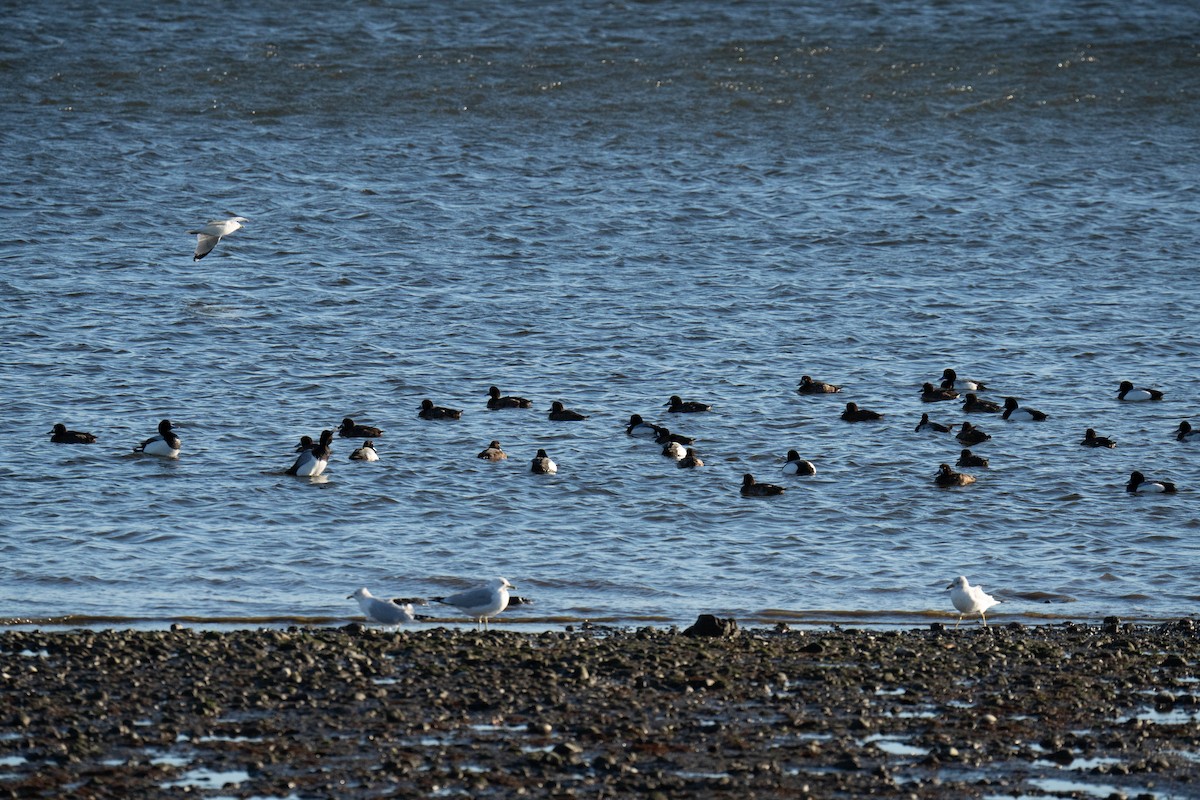 Ring-billed Gull - ML617858487