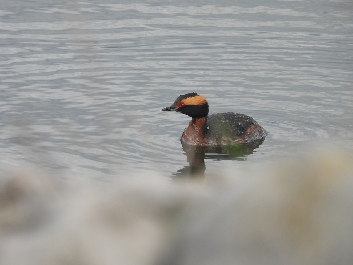 Horned Grebe - ML617858490