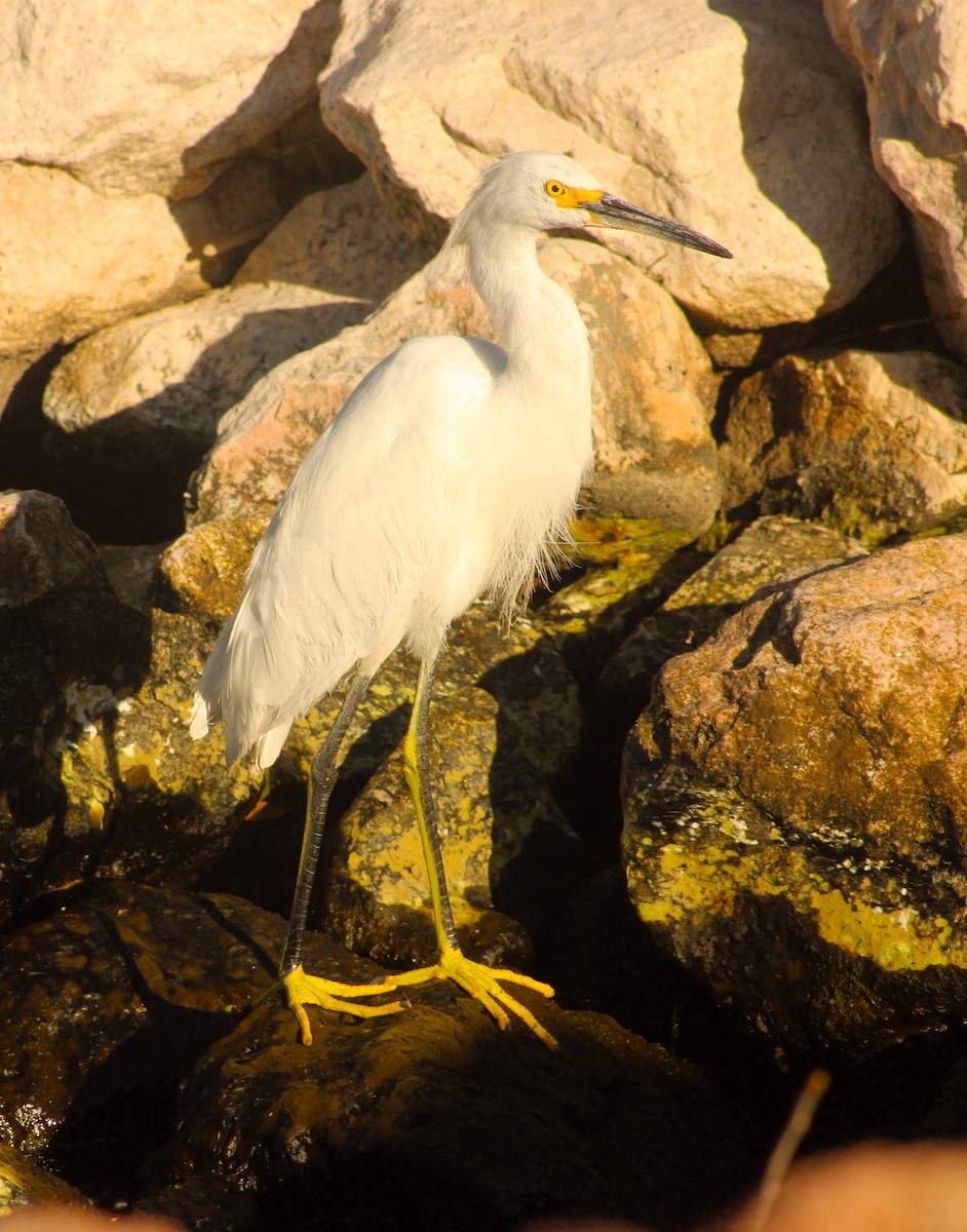 Snowy Egret - ML617858527