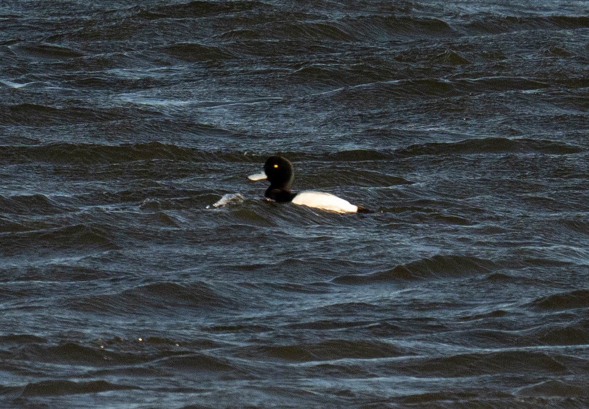 Greater Scaup - Jordan Wolf