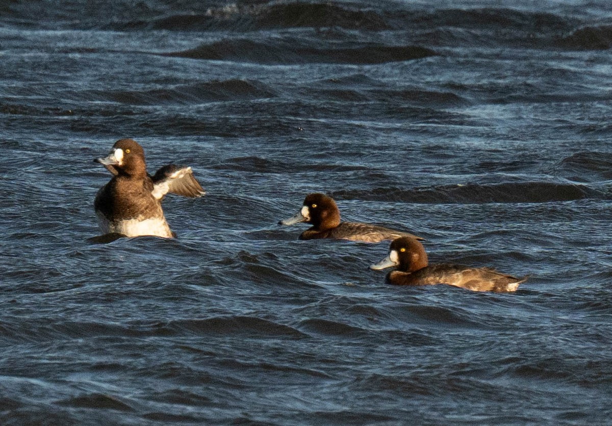 Greater Scaup - Jordan Wolf