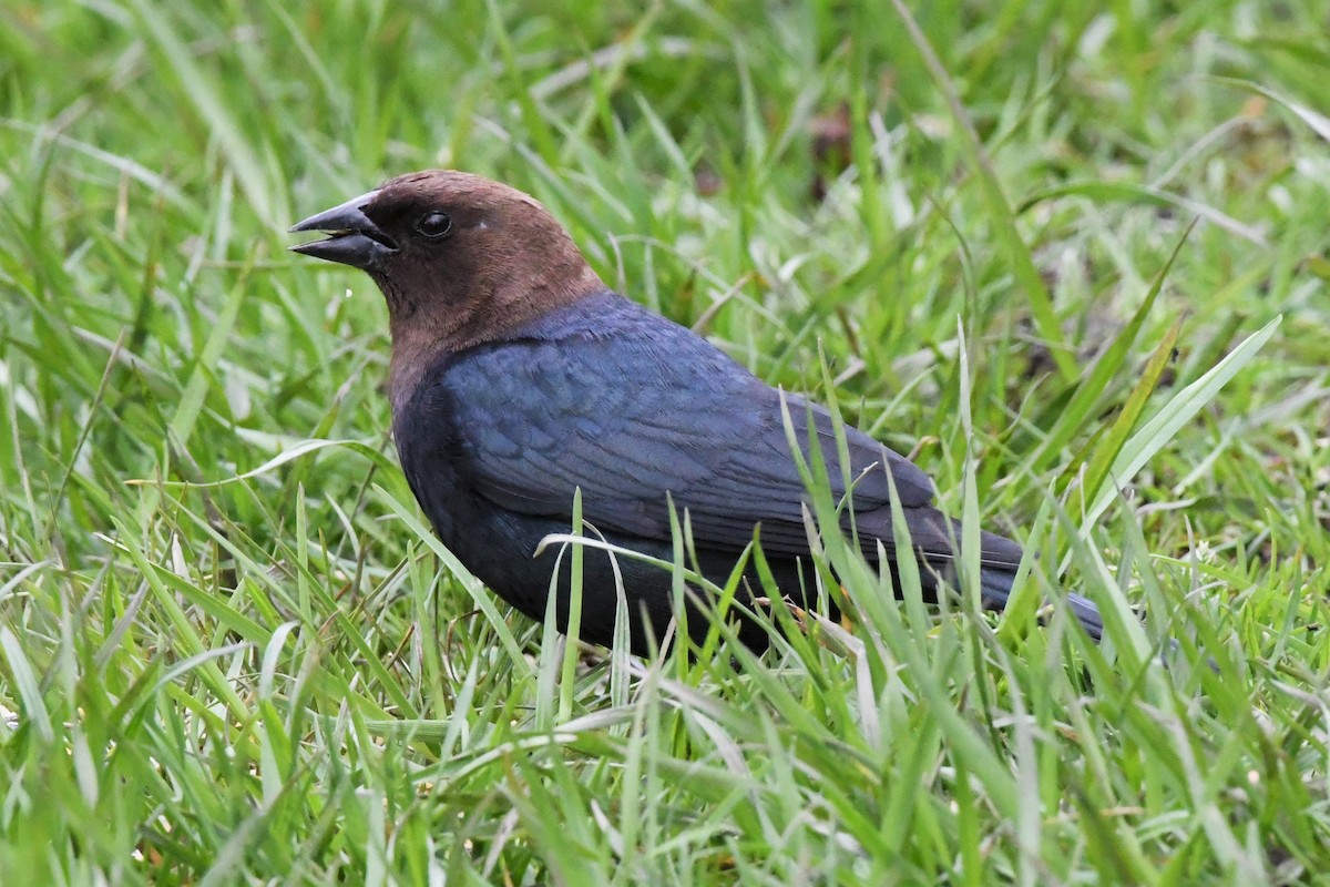 Brown-headed Cowbird - Scott Clarke