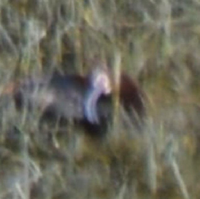 White-faced Ibis - ML617858549