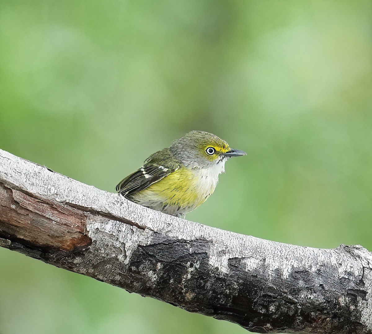 Vireo Ojiblanco - ML617858559