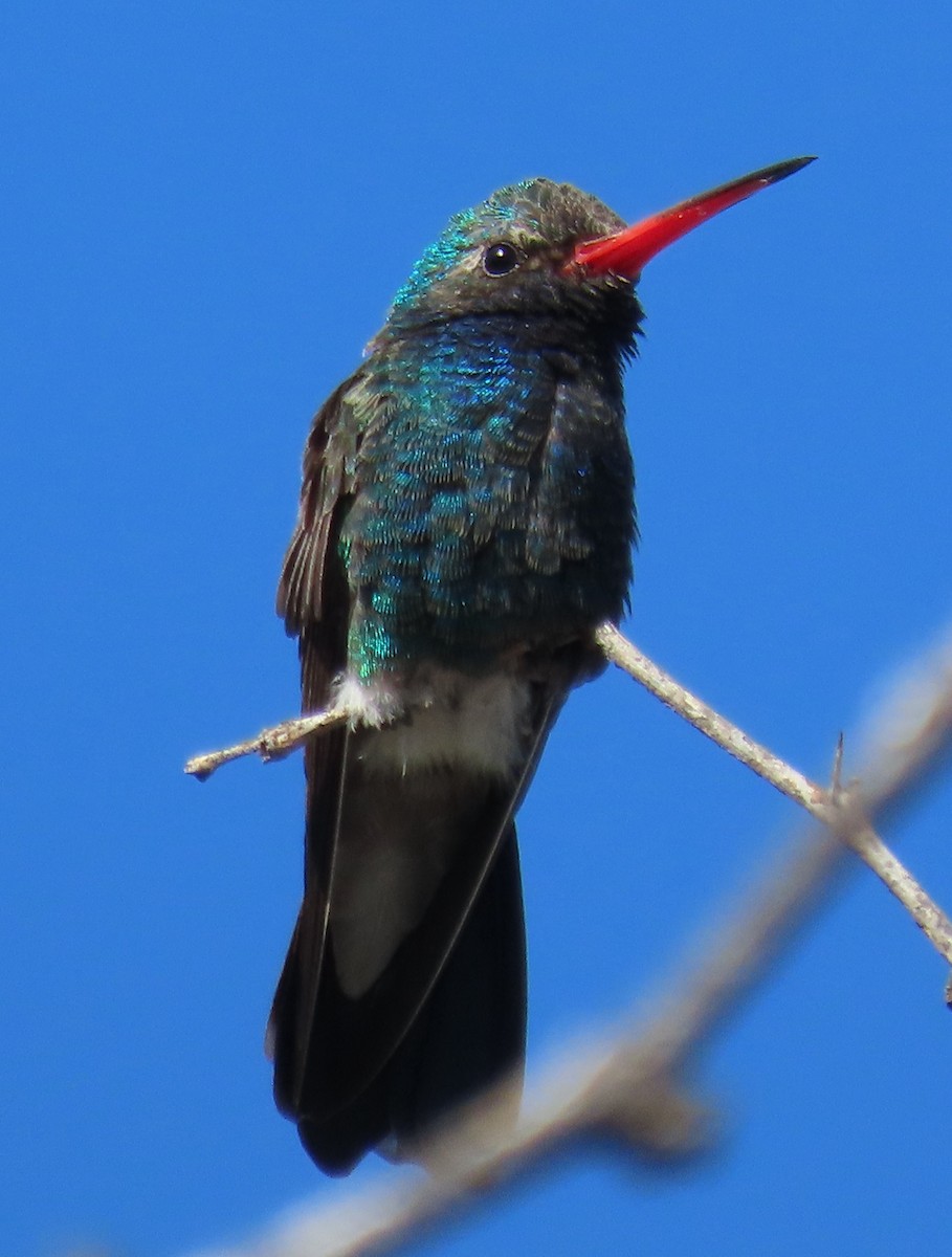 Broad-billed Hummingbird - ML617858611