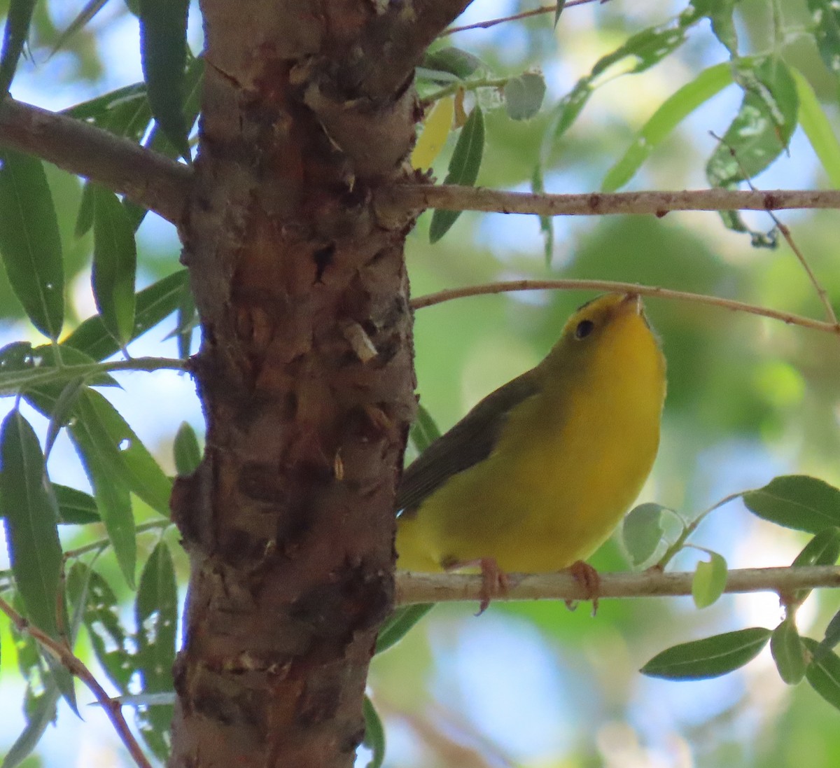 Wilson's Warbler - ML617858633