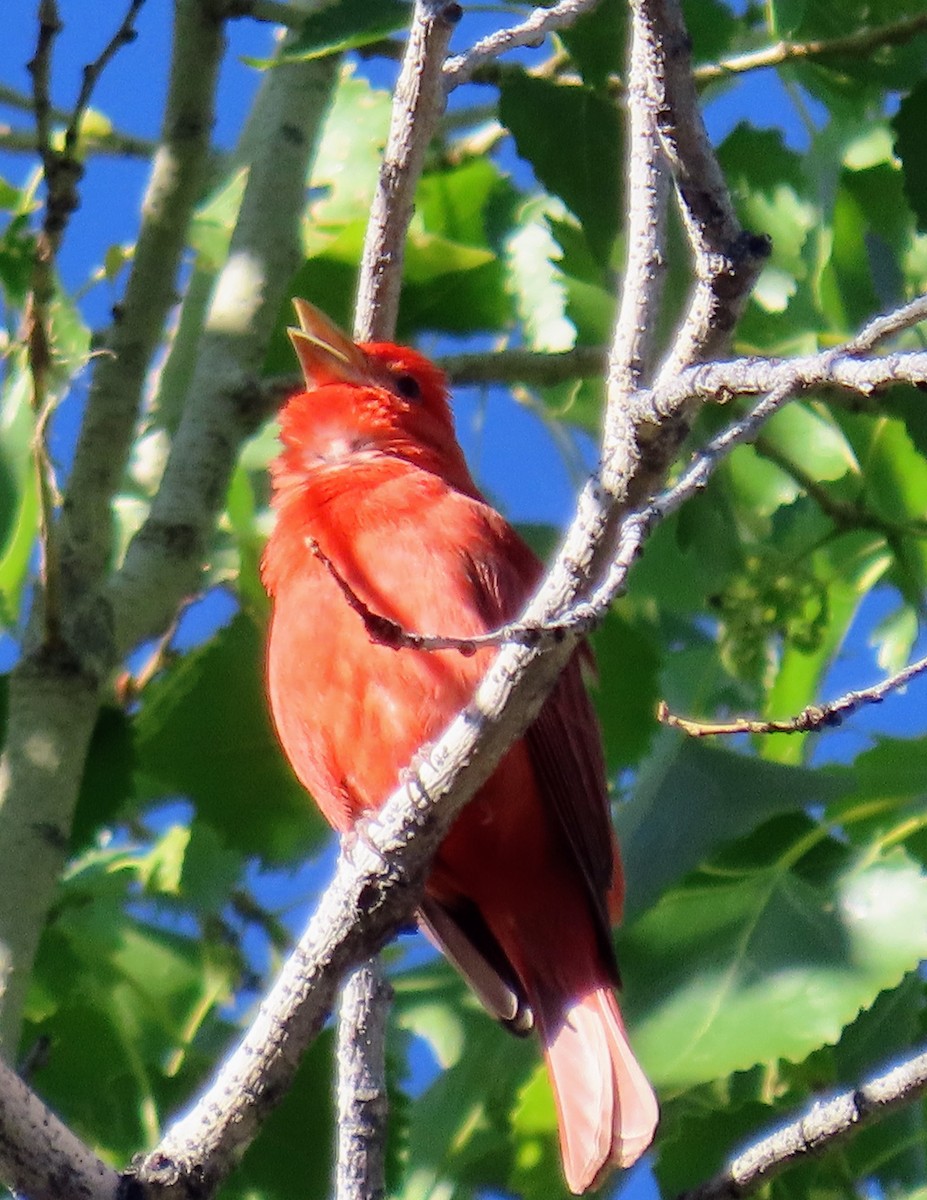 Piranga Roja - ML617858642