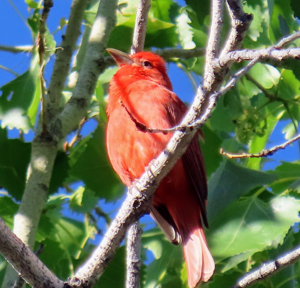 Summer Tanager - ML617858643