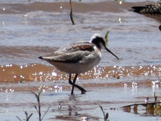 Wilson's Phalarope - ML617858644